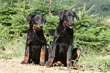 BEAUCERON - PUPPIES 106